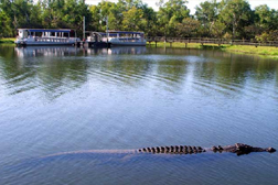 речной крокодил в парке какаду