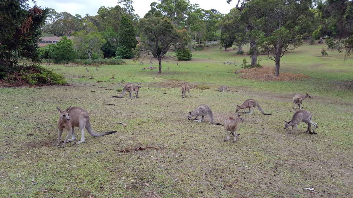 Australian Wild Animals Watching and Aboriginal Sacred Places Private Tour