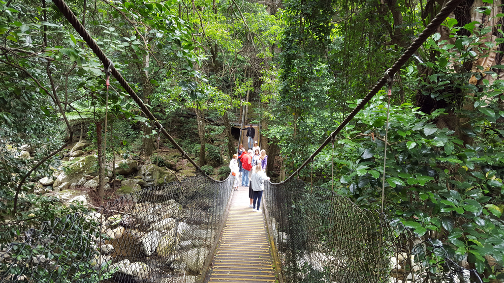 Пышный полог дождевого леса Minnamurra