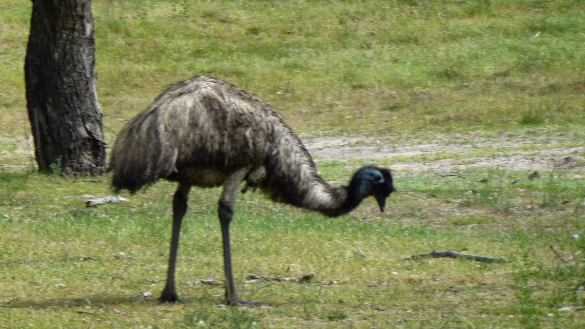 Живописный подъемник Kosciuszko Express в Тредбо