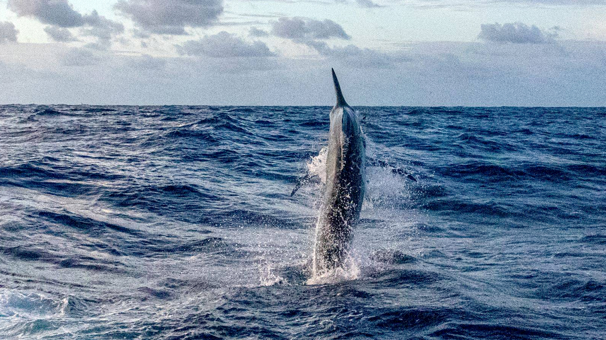 Прыжок Марлина