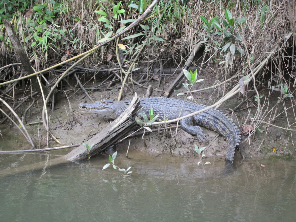 Wet Tropics and Crocodiles Private Tour