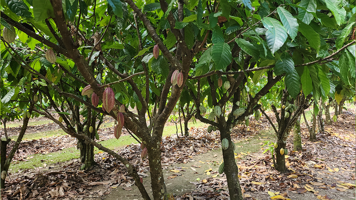 Посещение кофейной или шоколадной плантации. Дегустация.