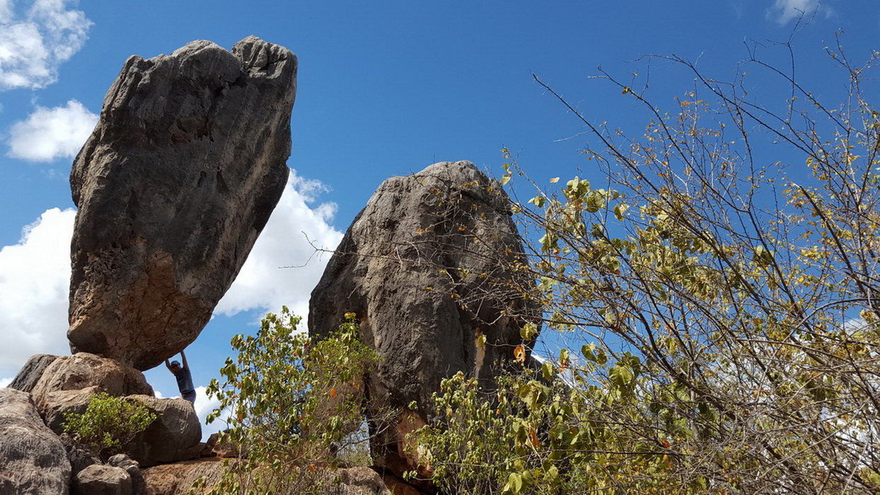 Термитники