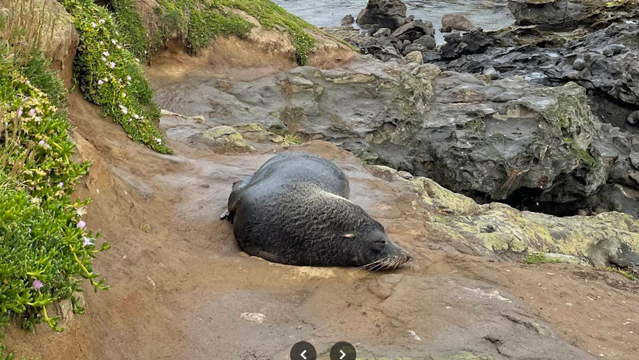 морской котик (Katiki Point)