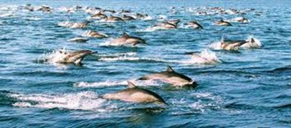 Тасман полуостров -дельфины