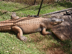 5 метровый Крокодил в Куранде