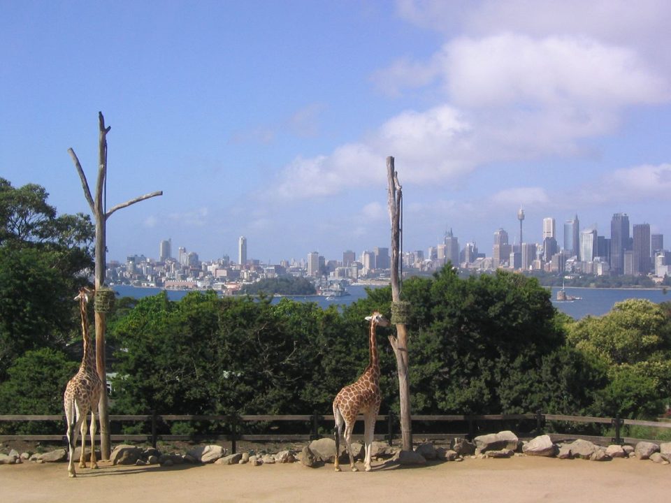 Новогодний пикник в зоопарке Taronga (Silver)