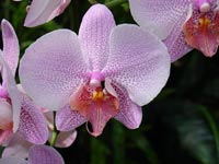 Орхидеи в Ботаническом Саду Сиднея