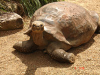 Австралийский парк рептилий