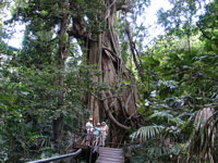 Тропический лес гигантских деревьев