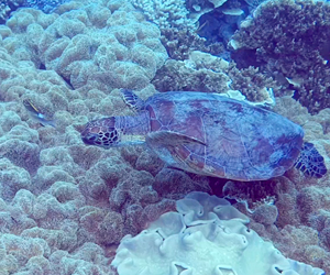 Большой Барьерный риф Австралия