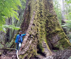 Национальный парк Маунт-Филд Тасмания