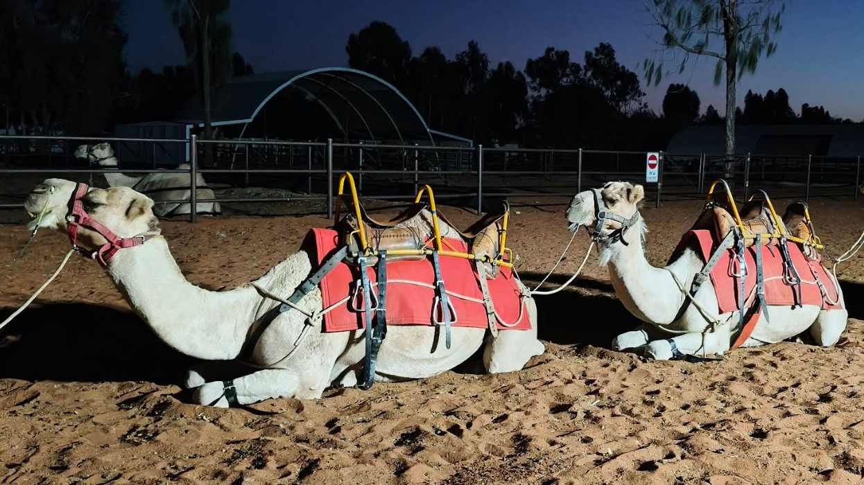 Верблюды на рассвете