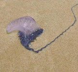 медуза Bluebottle в Австралии