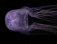 медуза Box Jellyfish в Австралии