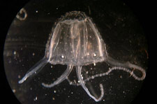 медуза Iirukandji Jellyfish в Австралии